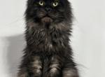 Peter - Maine Coon Cat For Sale - Wrightstown&comma; NJ&comma; US
