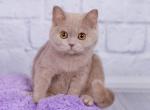 Kris - British Shorthair Cat For Sale - Hollywood&comma; FL&comma; US
