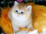Rex - British Shorthair Cat For Sale - Hollywood&comma; FL&comma; US