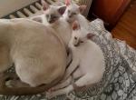 Siamese kittens due in early February - Siamese Kitten For Sale - NY&comma; US
