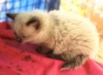 Sealpoint Himi Male - Himalayan Cat For Sale - Walterboro&comma; SC&comma; US
