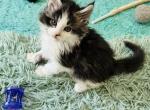 Male Blue White Tabby - Maine Coon Cat For Sale - Boscawen&comma; NH&comma; US
