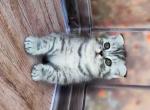 Kira scottish fold black silver spotted tabby - Scottish Fold Cat For Sale - Houston&comma; TX&comma; US
