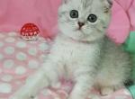 Samantha scottish fold black silver spotted tabby - Scottish Fold Cat For Sale - Houston&comma; TX&comma; US
