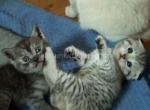 Tobiko scottish fold black silver spotted tabby - Scottish Fold Cat For Sale - Houston&comma; TX&comma; US
