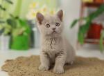 Robert - British Shorthair Cat For Sale - Brooklyn&comma; NY&comma; US