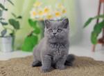 Romeo - British Shorthair Cat For Sale - Brooklyn&comma; NY&comma; US