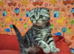 Frosti butterfly tabby  marble girl scottish fold - Scottish Fold Cat For Sale - Houston&comma; TX&comma; US