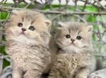 3 girls available - Scottish Straight Cat For Sale - Kent&comma; WA&comma; US