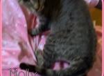 Molly Long Leg Bambino Minskin - Bambino Cat For Sale - FL&comma; US