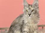 Maine Coon Kitten Serenada from Europe - Maine Coon Cat For Sale - Los Angeles&comma; CA&comma; US