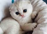 Glasha scottish fold ns 11 silver shaded baby girl - Scottish Fold Kitten For Sale - Houston&comma; TX&comma; US