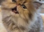 Celestial Dona - Persian Kitten For Sale - Fort Worth&comma; TX&comma; US