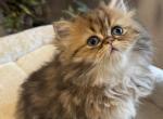 Celestial July - Persian Cat For Sale - Fort Worth&comma; TX&comma; US