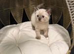 Tofu - Siamese Cat For Sale - Morristown&comma; NJ&comma; US