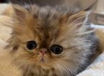 Celestial Chesara - Persian Cat For Sale - Fort Worth&comma; TX&comma; US