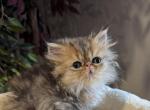 Celestial Diana - Persian Cat For Sale - Fort Worth&comma; TX&comma; US