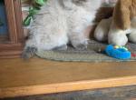 PUREBRED BLUE POINT RAGDOLL MALE - Ragdoll Cat For Sale - East Earl&comma; PA&comma; US