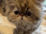 Celestial Magnolia - Persian Cat For Sale - Fort Worth&comma; TX&comma; US