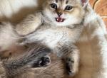 Thor - British Shorthair Cat For Sale - Brooklyn&comma; NY&comma; US