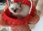 Liza - Scottish Straight Cat For Sale - Brooklyn&comma; NY&comma; US