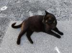Oreoh - Domestic Cat For Adoption - Fort Lauderdale&comma; FL&comma; US