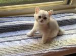 Fifa - British Shorthair Cat For Sale - Brooklyn&comma; NY&comma; US