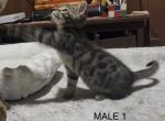 Bengal Mix Kittens - Bengal Cat For Sale - AR&comma; US