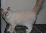 Jasmine - Ragdoll Cat For Sale - Shippensburg&comma; PA&comma; US