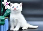 Dallas - Scottish Straight Cat For Sale - Los Angeles&comma; CA&comma; US