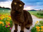 Snickers - Scottish Fold Cat For Sale - Neosho&comma; MO&comma; US