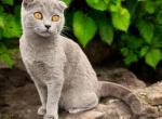 Indigo - Scottish Fold Cat For Sale - Neosho&comma; MO&comma; US