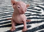 Cinnamon boy purebred sphynx kitten - Sphynx Kitten For Sale