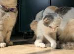 Queenies Scottish Fold Kittens - Scottish Fold Cat For Sale - Denver&comma; CO&comma; US