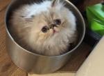 Tortie Point Purebred Female - Himalayan Cat For Sale - Germantown&comma; MD&comma; US