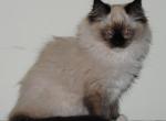 Kayla - Ragdoll Cat For Sale - Shippensburg&comma; PA&comma; US