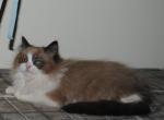 Kiara - Ragdoll Cat For Sale - Shippensburg&comma; PA&comma; US
