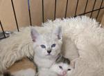 American Shorthair - American Shorthair Cat For Sale - Denver&comma; CO&comma; US