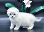 Daniel - Scottish Fold Cat For Sale - Los Angeles&comma; CA&comma; US