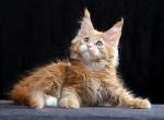 Saygon - Maine Coon Cat For Sale - Hollywood&comma; FL&comma; US