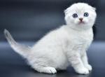 Daniel - Scottish Fold Cat For Sale - Chicago&comma; IL&comma; US
