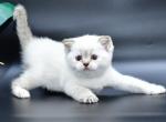 Dana - Scottish Straight Cat For Sale - Chicago&comma; IL&comma; US