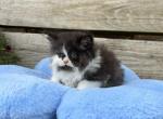 Binx - Persian Cat For Sale - MO&comma; US