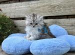 Bobby - Persian Cat For Sale - MO&comma; US