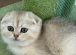Winston Scottish Fold Silver Shaded boy  navy - Scottish Fold Cat For Sale - Odessa&comma; FL&comma; US