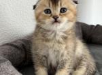 Leo - Scottish Fold Cat For Sale - Roseville&comma; CA&comma; US