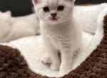 Mario - Scottish Straight Cat For Sale - Roseville&comma; CA&comma; US