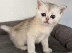 Peanut - Scottish Straight Cat For Sale - Roseville&comma; CA&comma; US