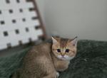 Bug - Scottish Straight Cat For Sale - Levittown&comma; PA&comma; US