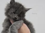 Fancy - Maine Coon Cat For Sale - Elk Grove&comma; CA&comma; US